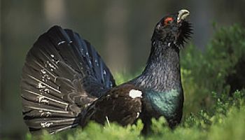 Capercaillie Hunting Offer